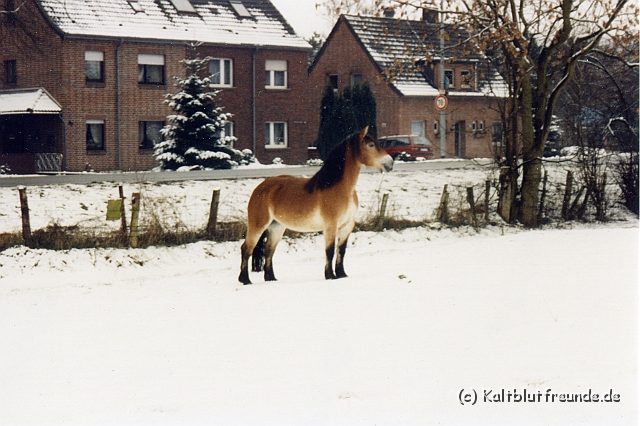 o schnee.jpg